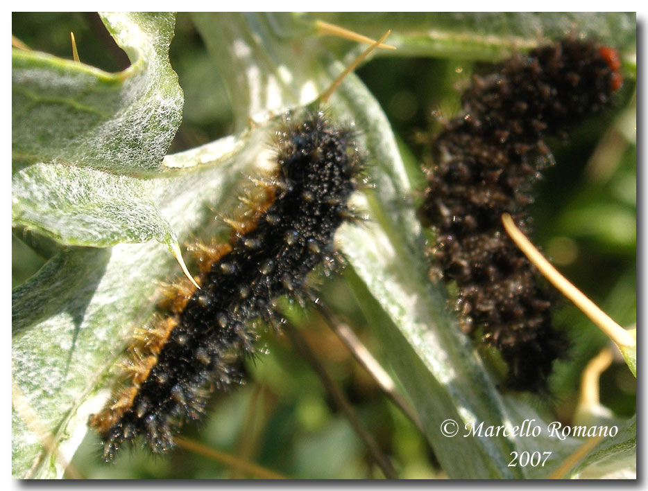 Bruco e crisalide di Melitaea ornata (Lepid., Nymphalidae)